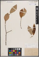 Foto von Salix caprea L.